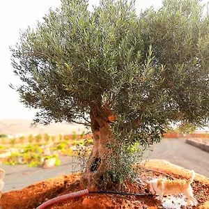Affittacamere El Bounty, Puerto del Rosario (Fuerteventura)